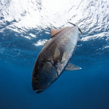 100 PRODUCTS HISTORY - OCEA JIGGER | SHIMANO